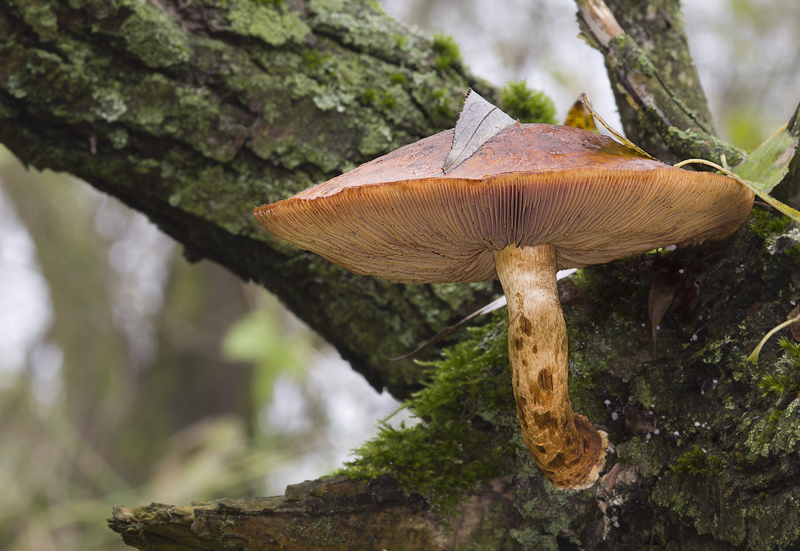 Pholiota cerifera